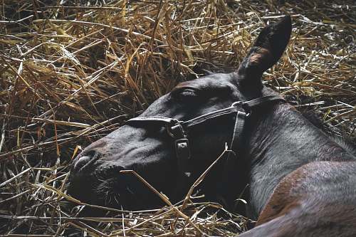 spendthrift way black and brown horse lying on hay lexington
